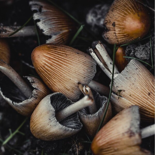 The McCloud Mushroom Festival McCloud RV Park